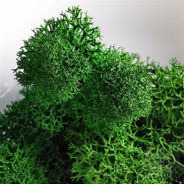 Icelandic floristic moss 10 g