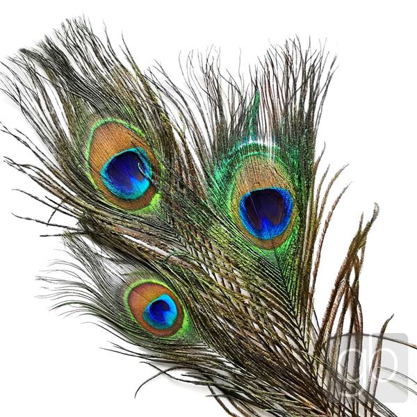 Peacock feather 1 pc (approx. 30 cm) 