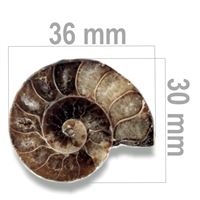 Ammonite 36 x 30 mm ZKA004