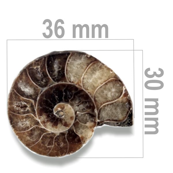 Ammonite 36 x 30 mm ZKA004