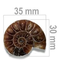 Ammonite 35 x 30 mm ZKA005