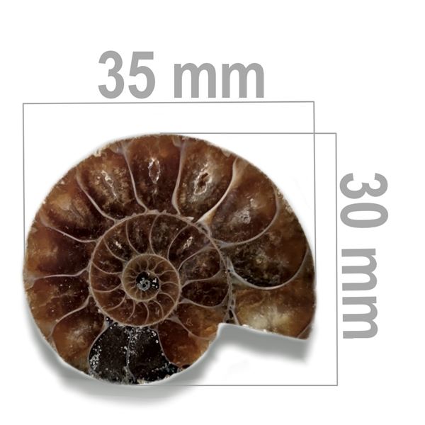 Ammonite 35 x 30 mm ZKA005