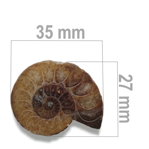 Ammonite 35 x 27 mm ZKA006