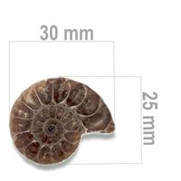 Ammonite 30 x 25 mm ZKA008