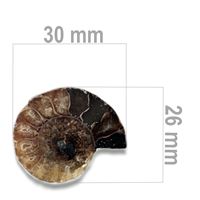 Ammonite 30 x 26 mm ZKA009