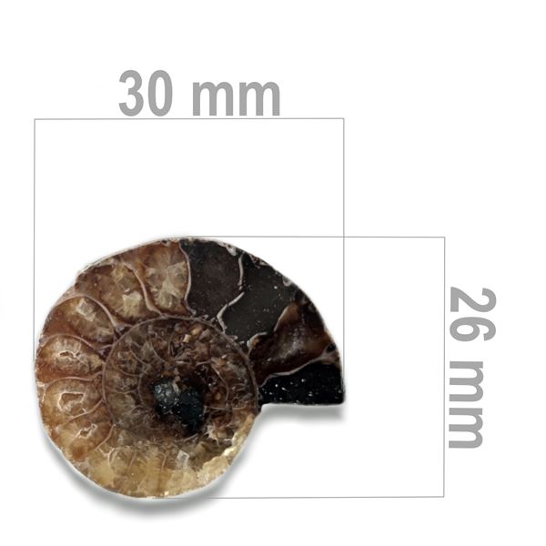 Ammonite 30 x 26 mm ZKA009