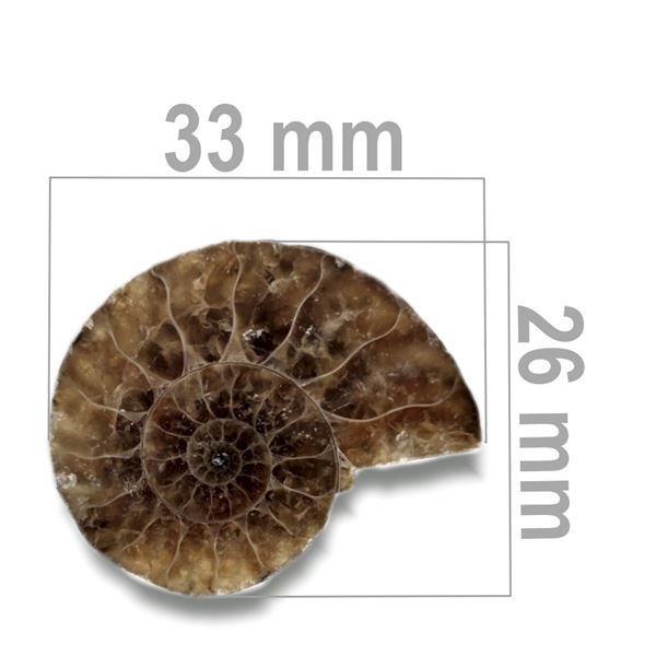 Ammonite 33 x 26 mm ZKA010