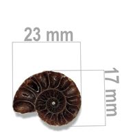 Ammonite 23 x 17 mm ZKA011