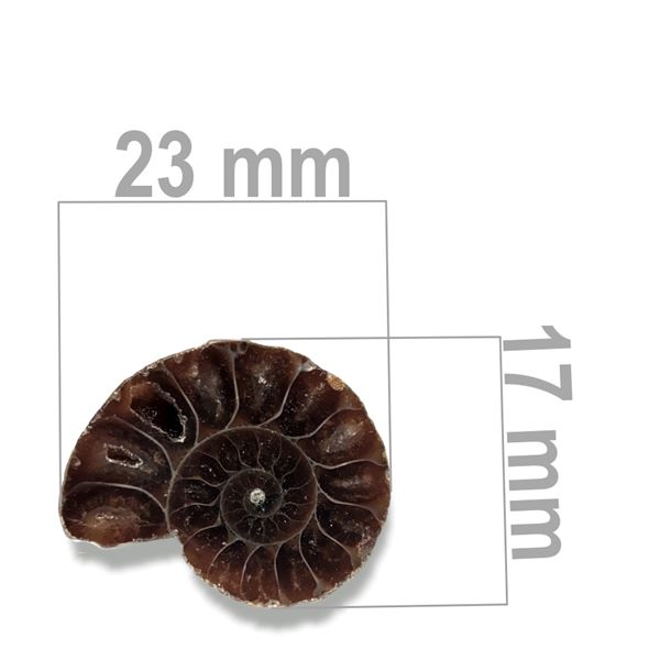 Ammonite 23 x 17 mm ZKA011