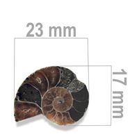 Ammonite 23 x 17 mm ZKA012