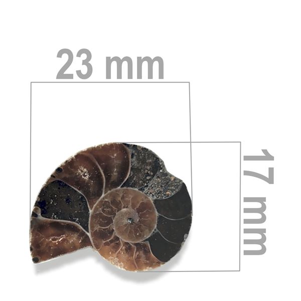 Ammonite 23 x 17 mm ZKA012