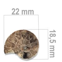 Ammonite 22 x 18,5 mm ZKA014