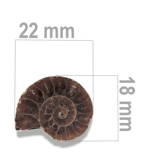 Ammonite 22 x 18 mm ZKA015