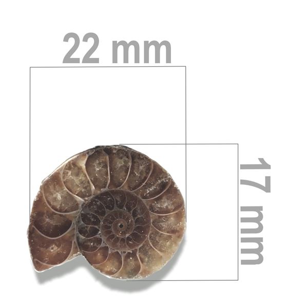 Ammonite 22 x 17 mm ZKA017