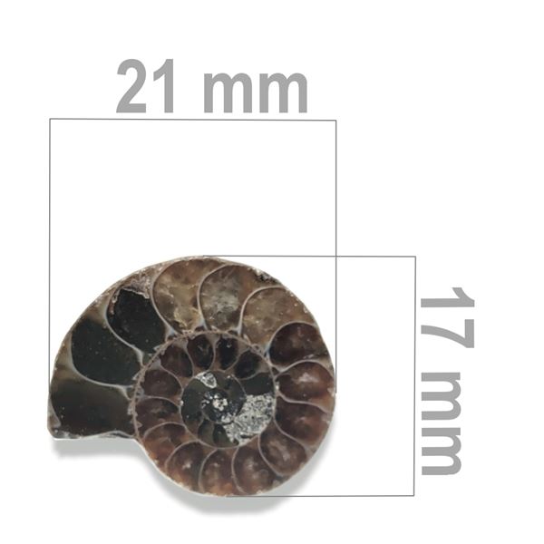 Ammonite 21 x 17 mm ZKA018