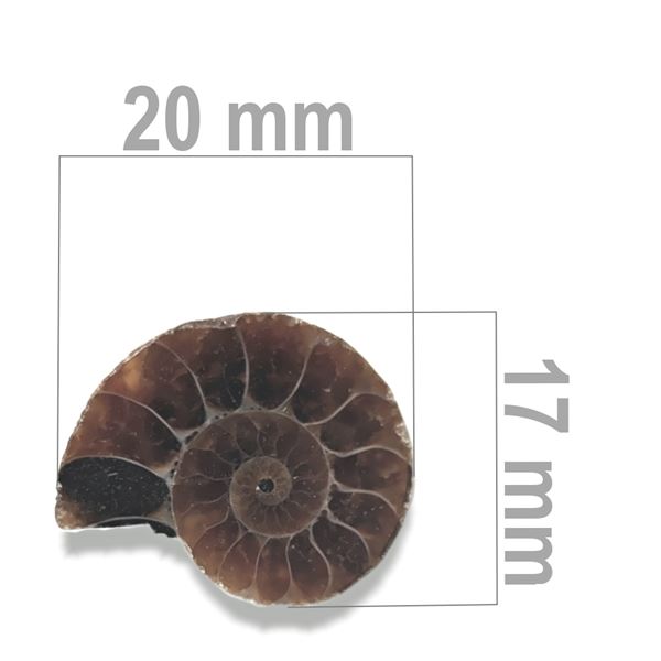 Ammonite 20 x 17 mm ZKA019