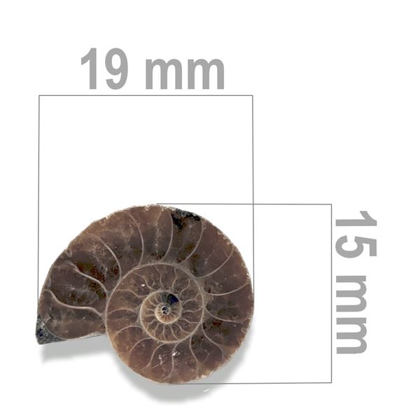 Ammonite 19 x 15 mm ZKA020