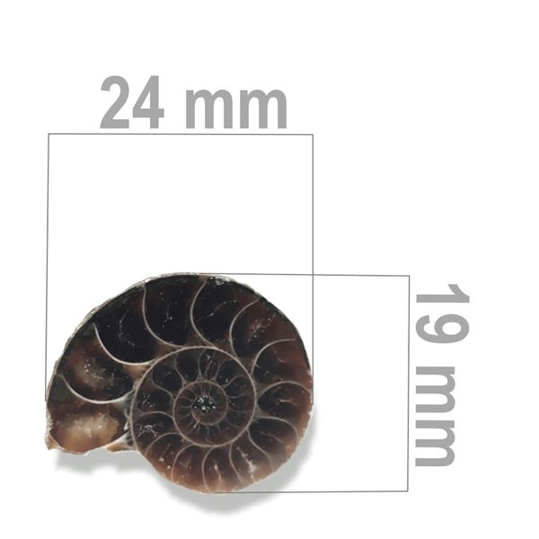 Ammonite 24 x 19 mm ZKA021