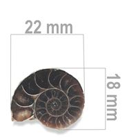 Ammonite 22 x 18 mm ZKA022