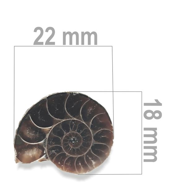 Ammonite 22 x 18 mm ZKA022