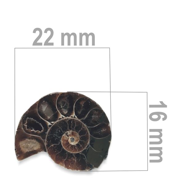 Ammonite 22 x 16 mm ZKA024