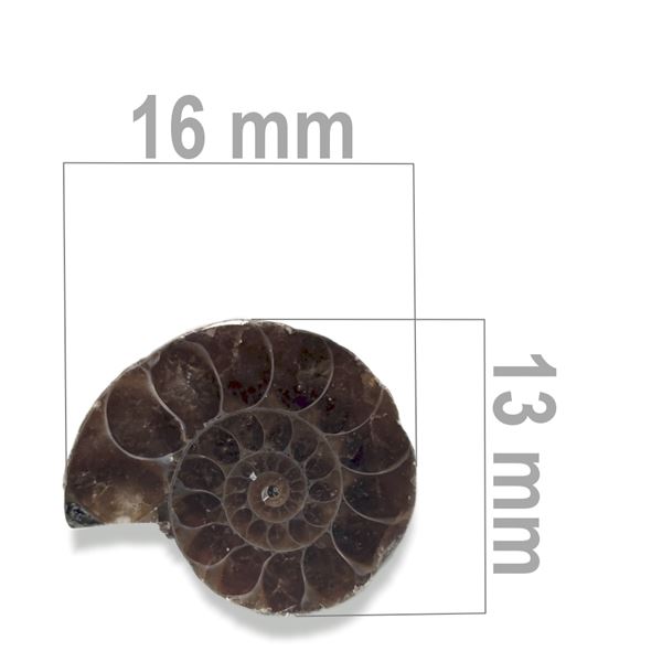 Ammonite 16 x 13 mm ZKA025