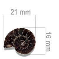 Ammonite 21 x 16 mm ZKA026