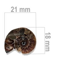 Ammonite 21 x 18 mm ZKA027