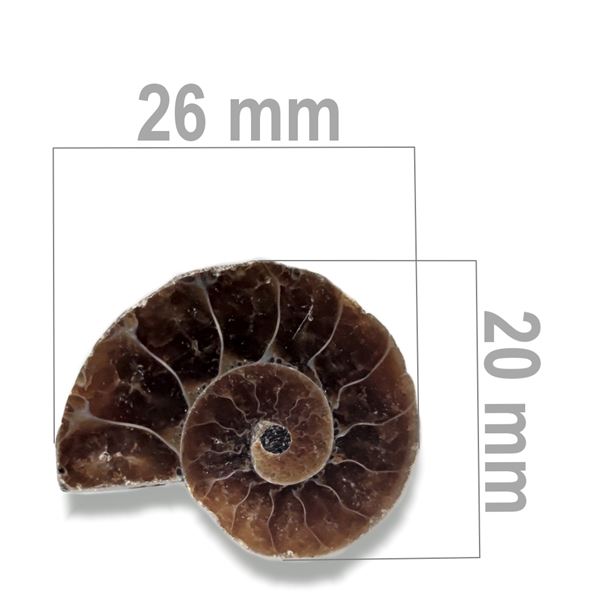 Ammonite 26 x 20 mm ZKA028