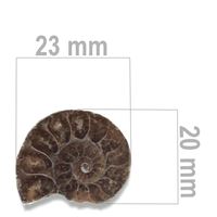 Ammonite 23 x 20 mm ZKA029