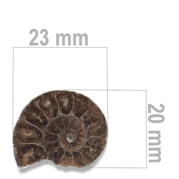 Ammonite 23 x 20 mm ZKA029